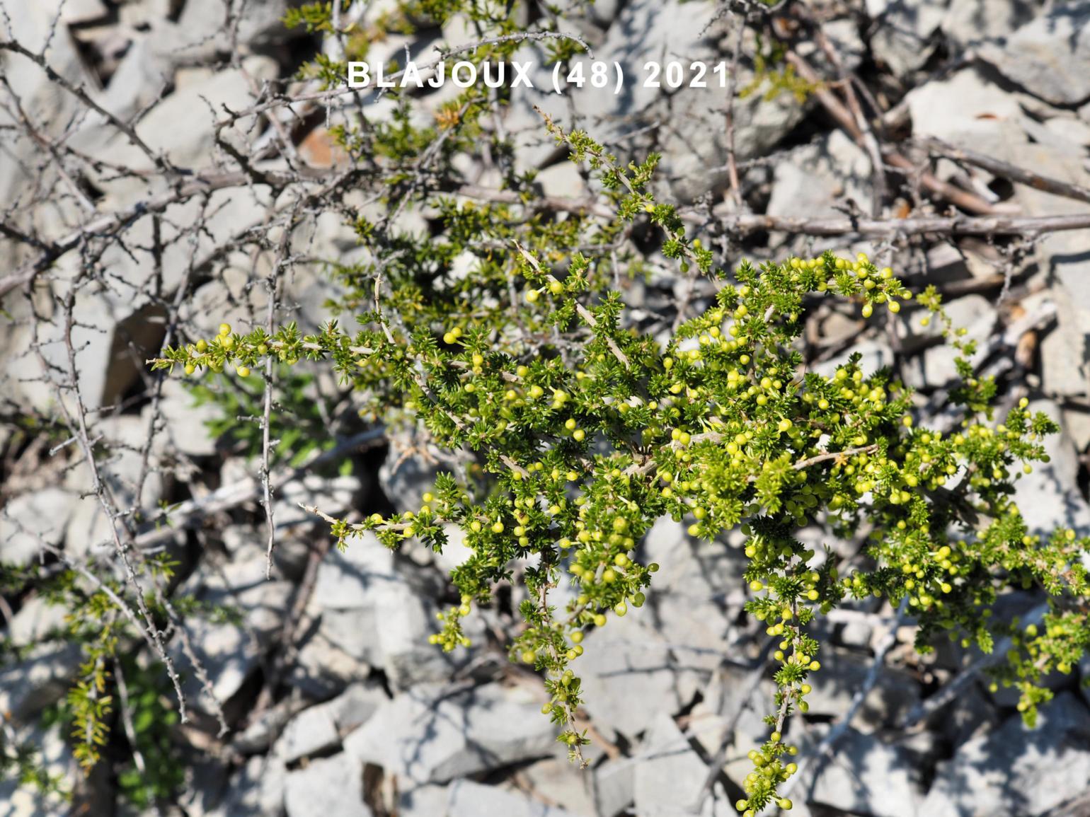 Asparagus, 'woody'